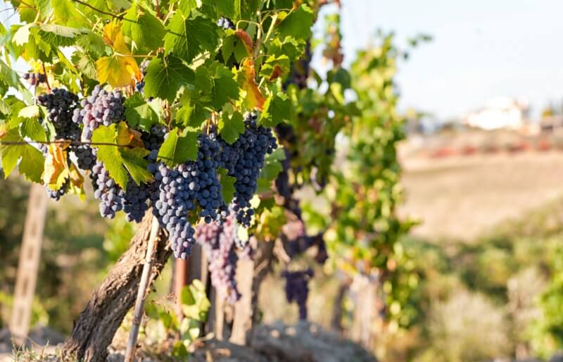 Integra Rent - Aziende vitivinicole e cantine